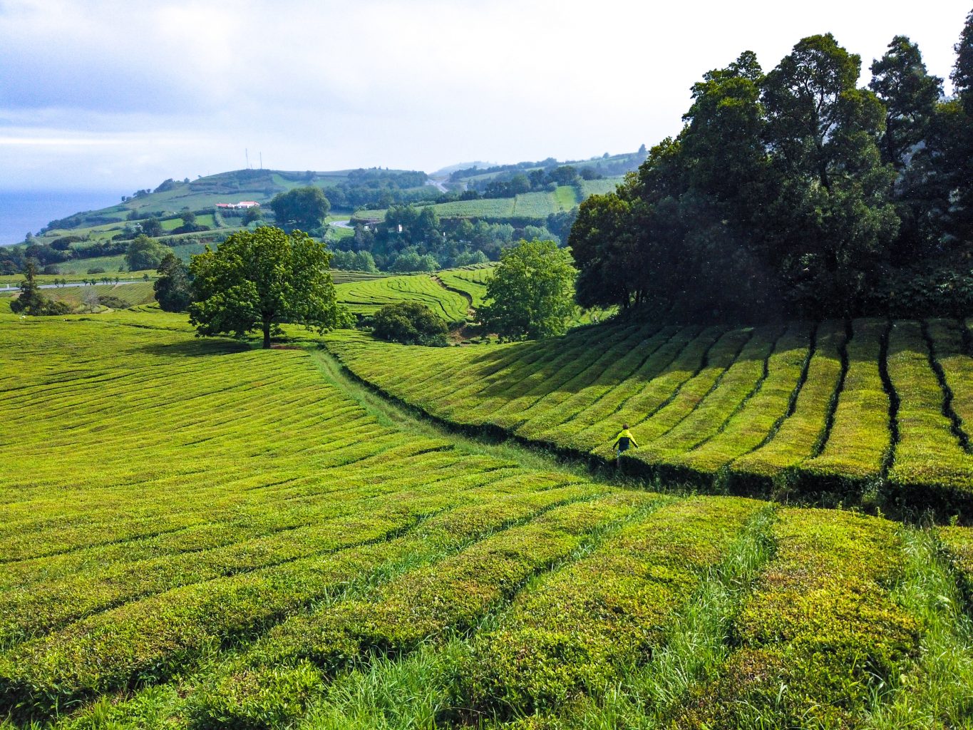 Azores tea plantation